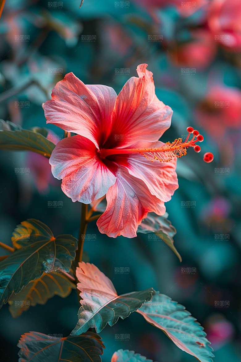 木槿花唯美夏季摄影图