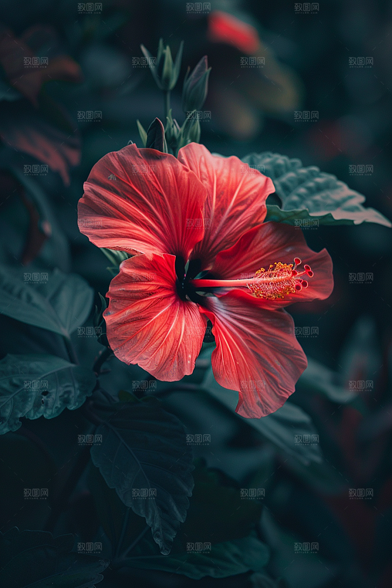 木槿花夏季唯美摄影图