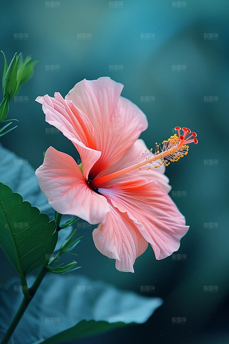 木槿花高清清新摄影图