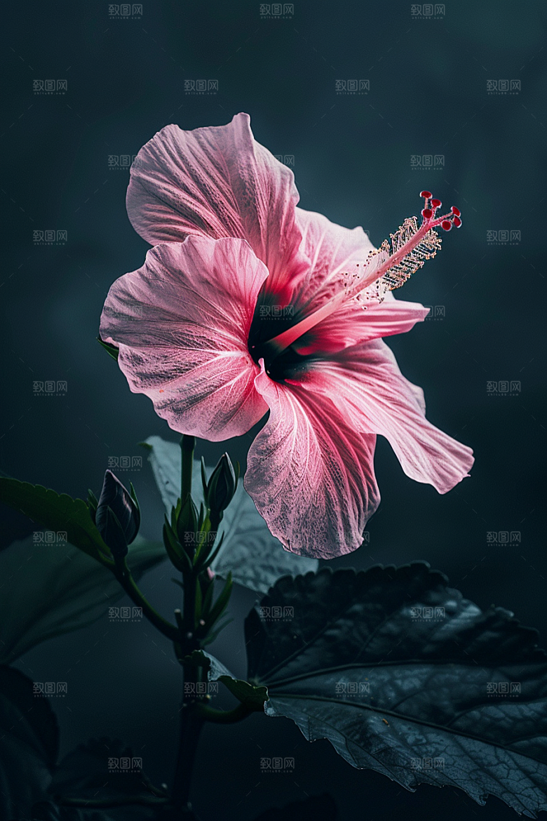 木槿花夏天清新摄影图
