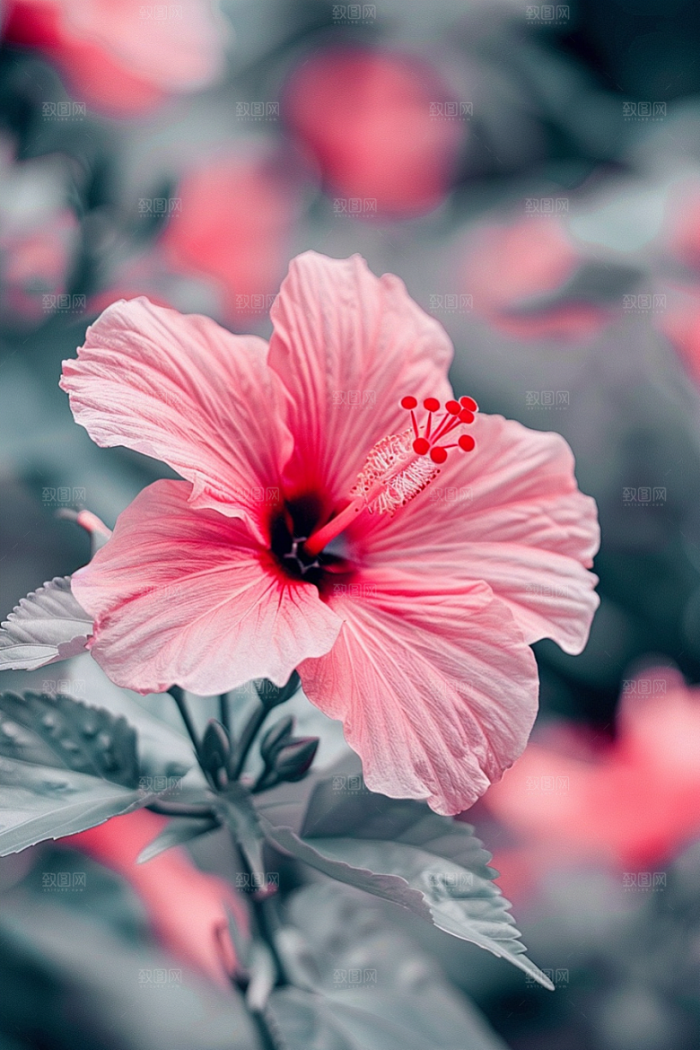 木槿花彩色唯美摄影图