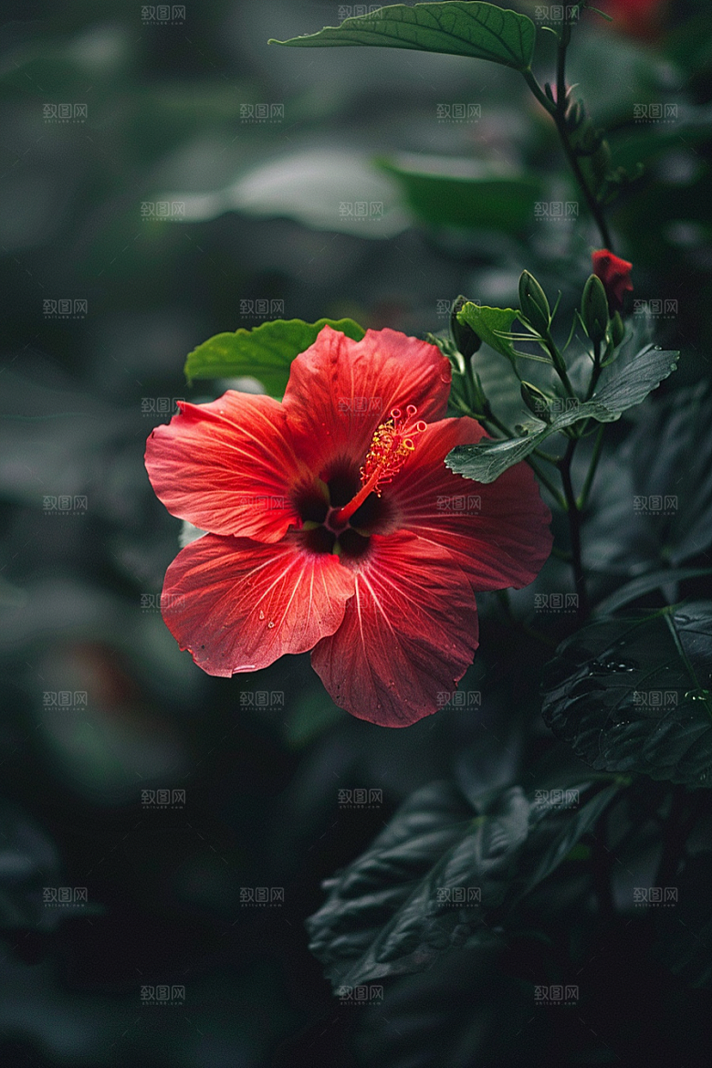 木槿花清新高清摄影图