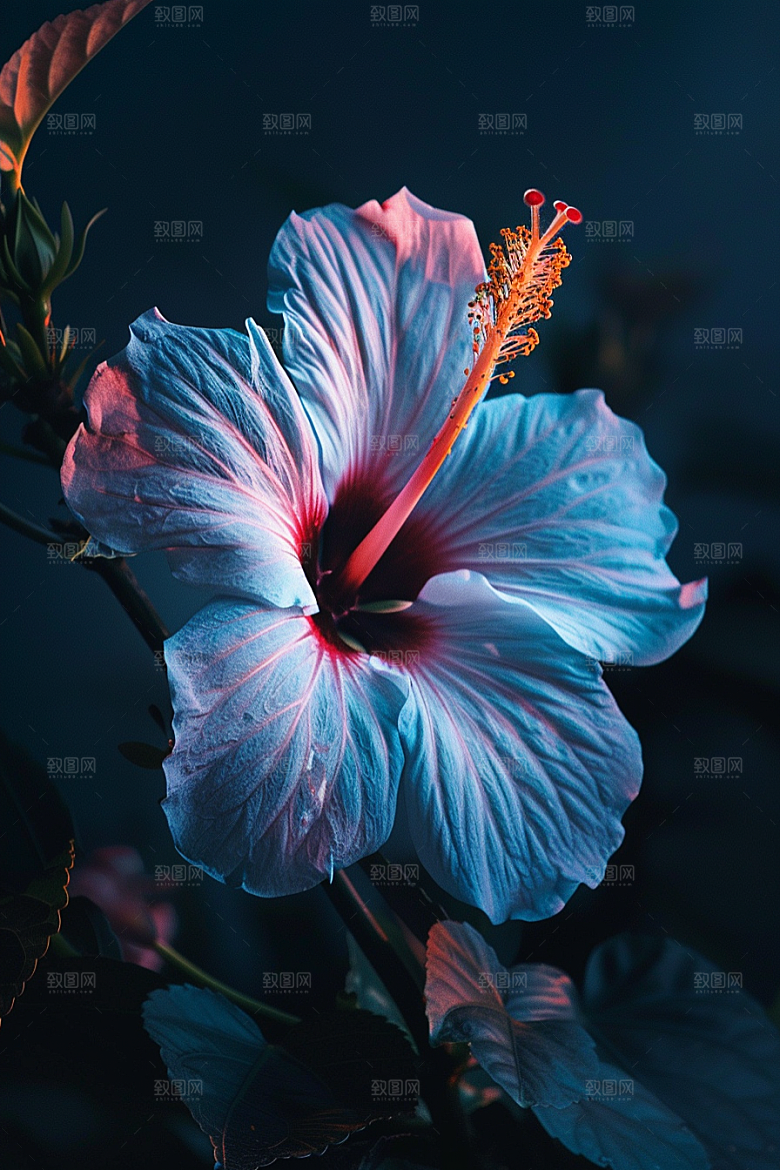 木槿花木棉高清摄影图