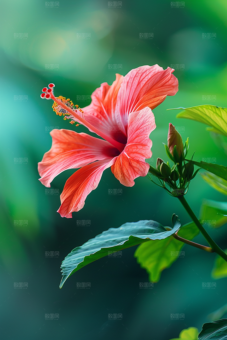 木槿花花卉植物摄影图