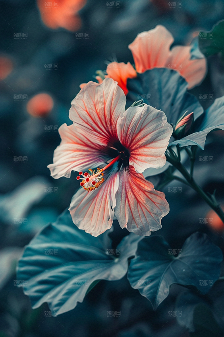 木槿花清新高清摄影图