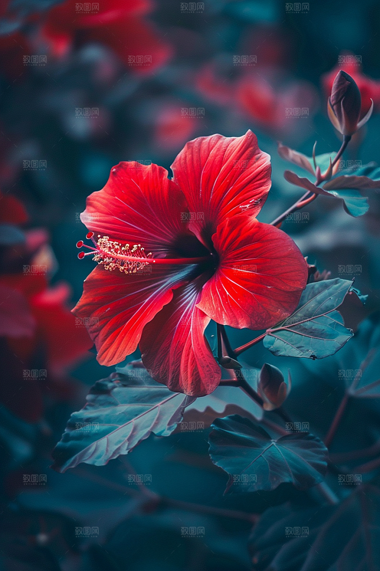 木槿花花朵木棉摄影图