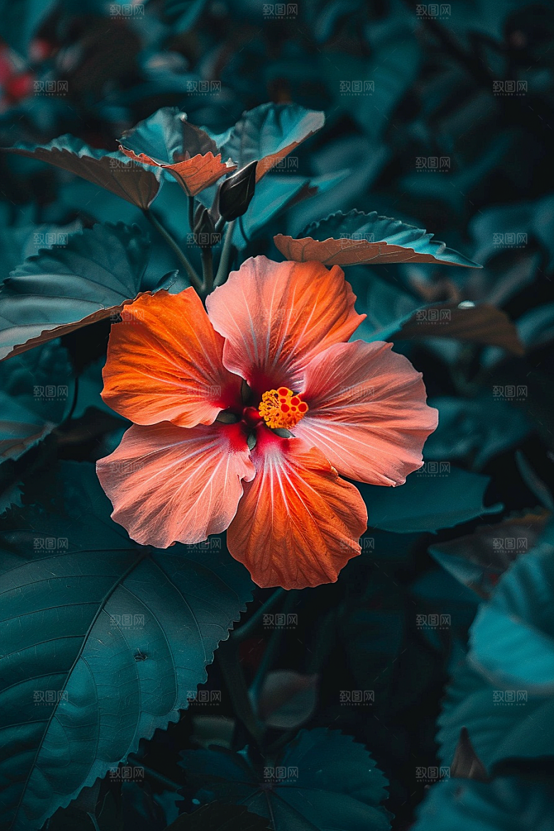 木槿花花卉高清摄影图