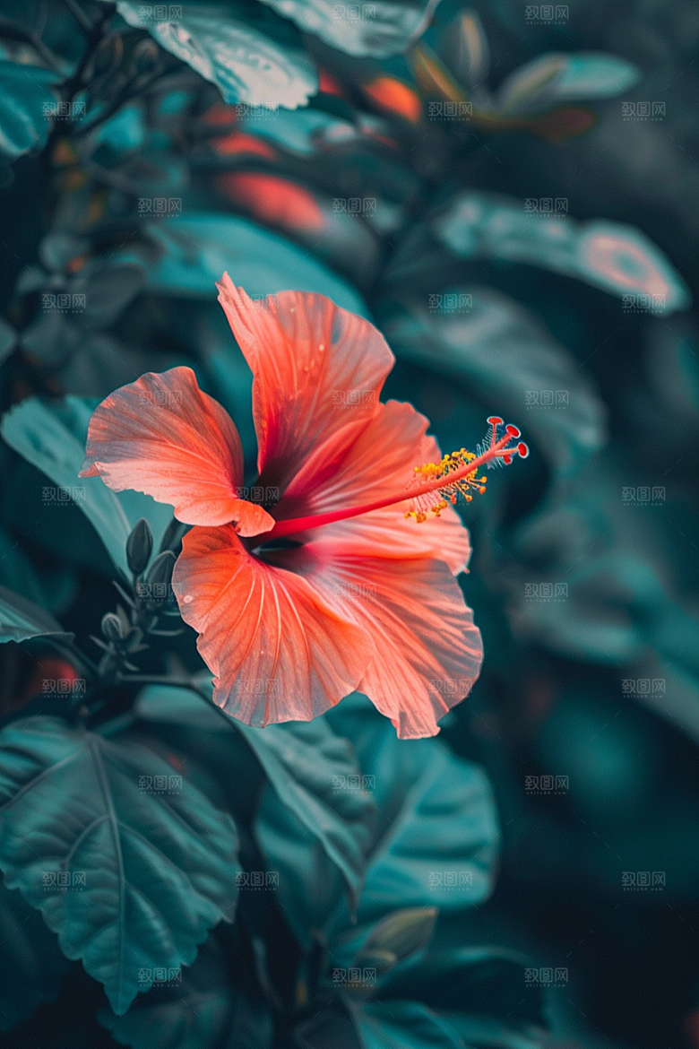 木槿花花朵自然摄影图