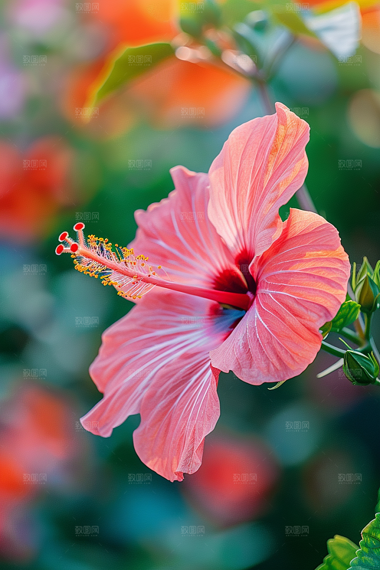 木槿花花朵花卉摄影图