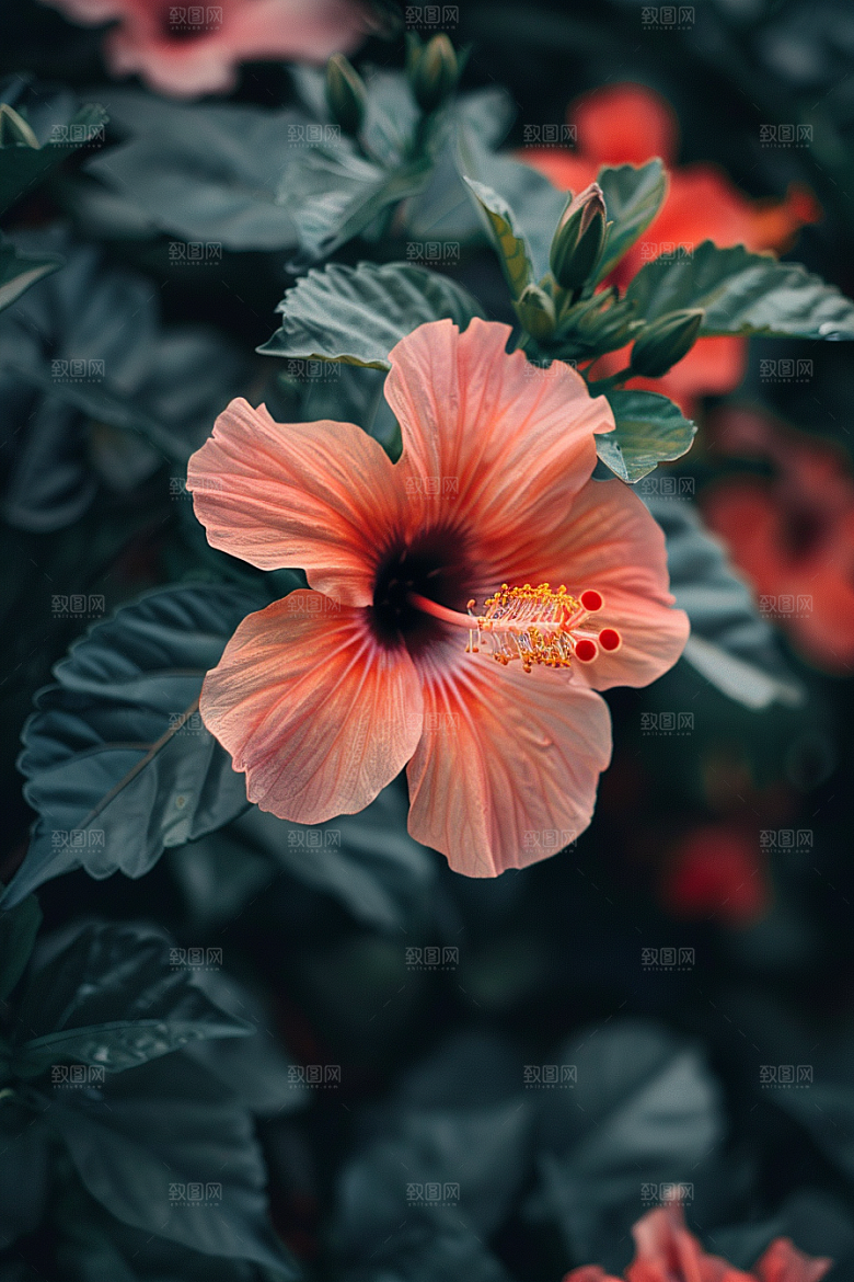 木槿花唯美花卉摄影图