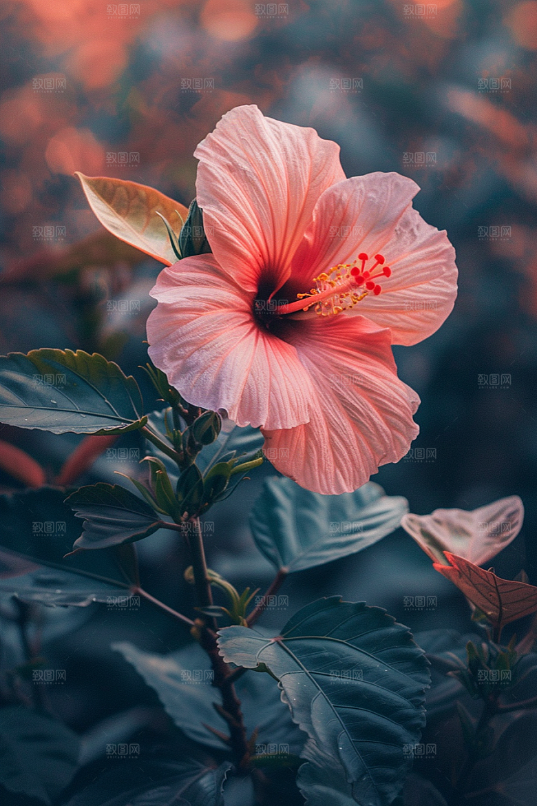 木槿花植物唯美摄影图
