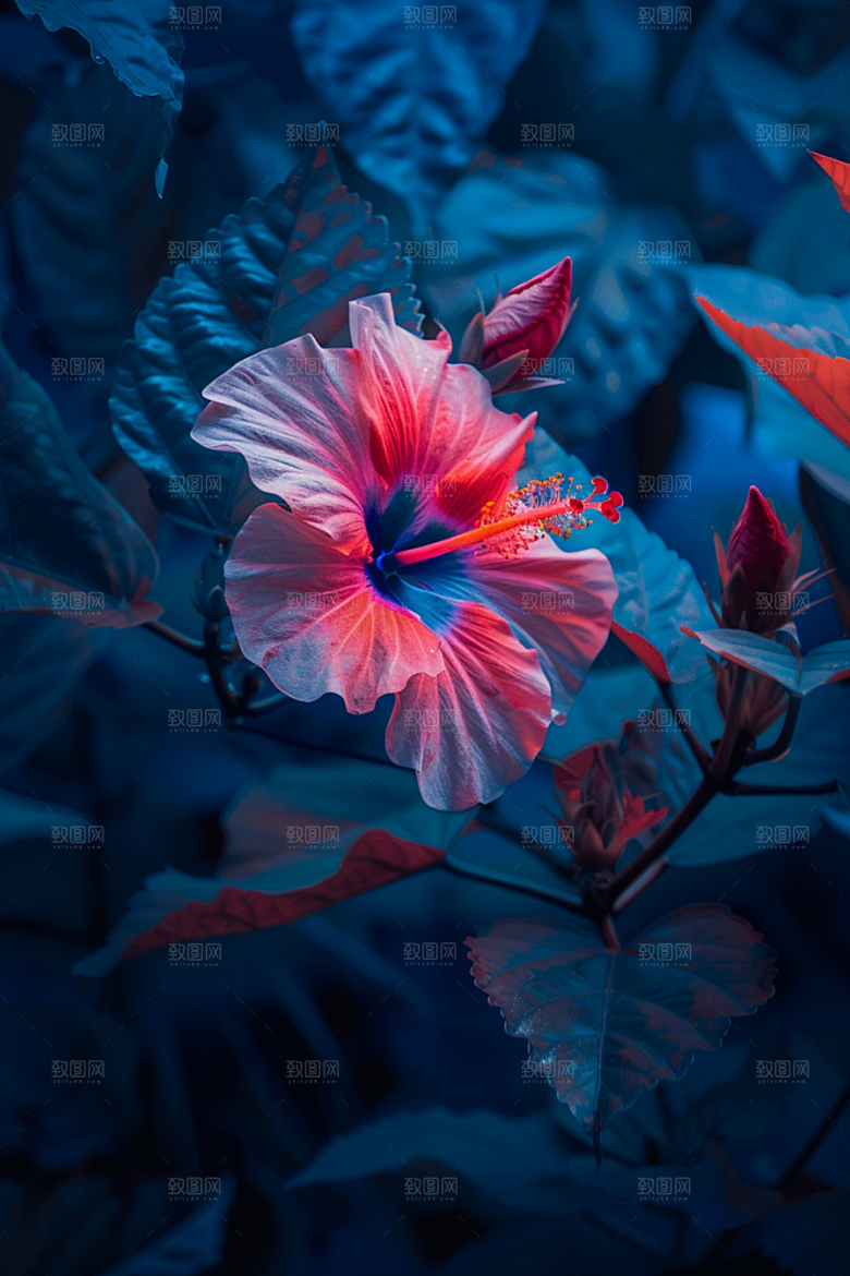 木槿花自然高清摄影图
