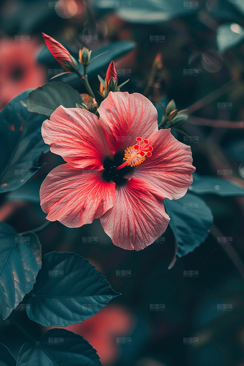 木槿花夏天花朵摄影图