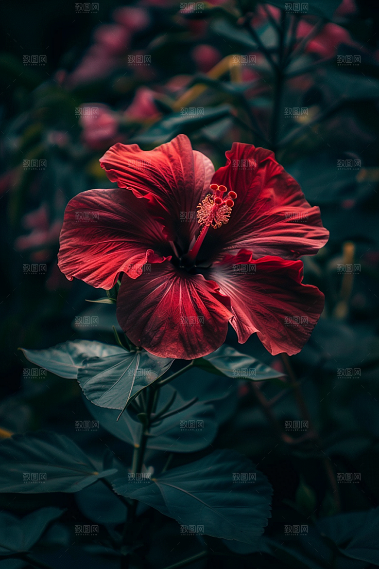 木槿花花朵植物摄影图