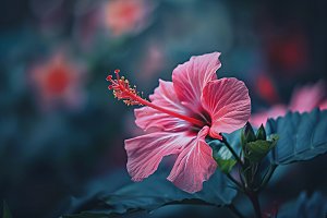 木槿花彩色清新摄影图