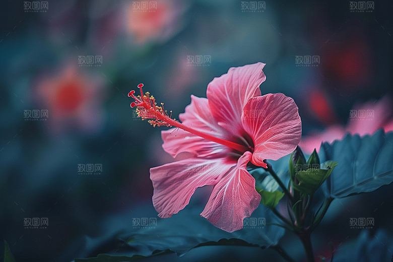 木槿花彩色清新摄影图