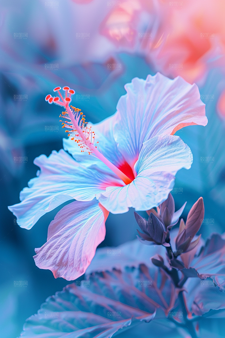 木槿花唯美高清摄影图