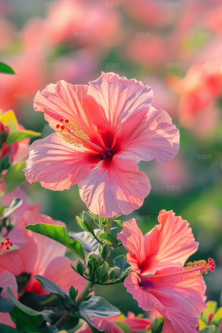 木槿花自然花朵摄影图