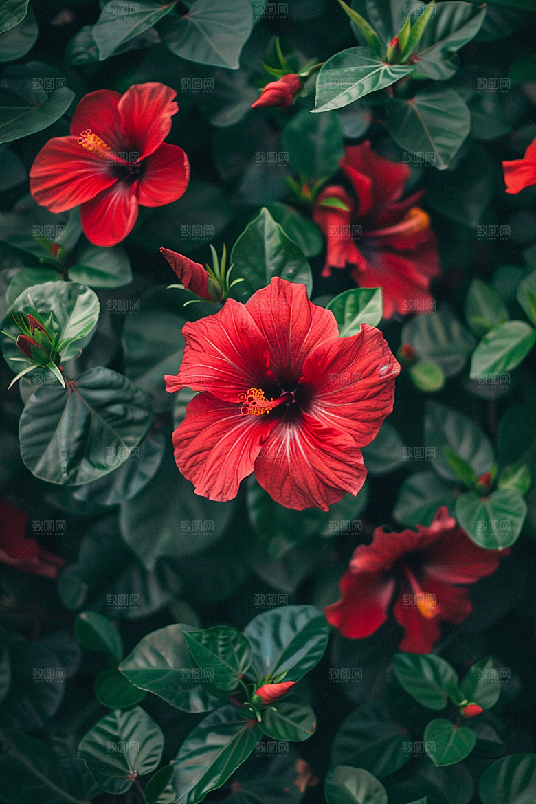 木槿花植物高清摄影图