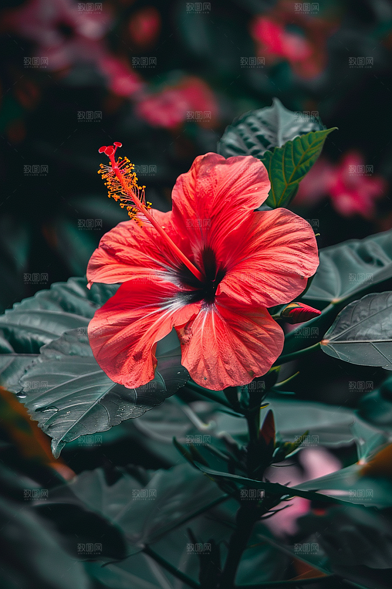 木槿花清新花朵摄影图