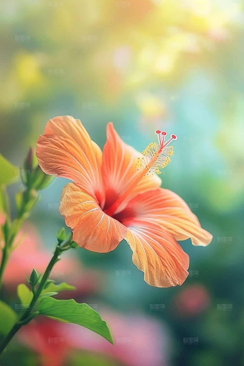 木槿花木棉花卉摄影图