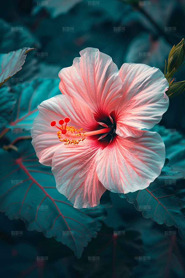 木槿花花朵花卉摄影图