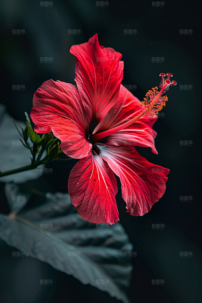 木槿花自然清新摄影图