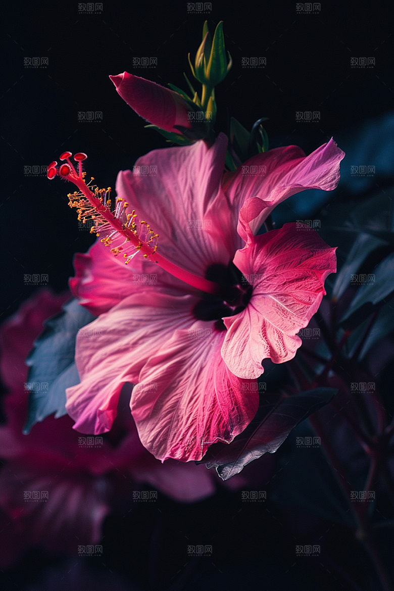 木槿花彩色夏季摄影图