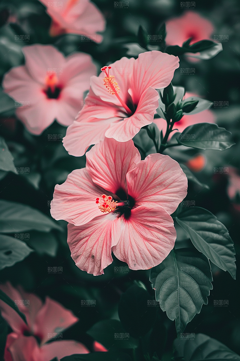 木槿花自然夏天摄影图