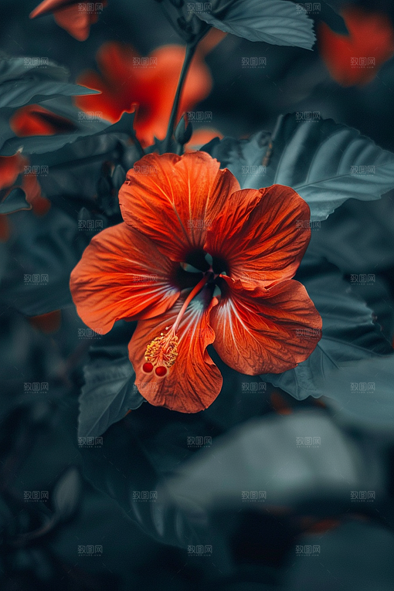 木槿花唯美夏天摄影图