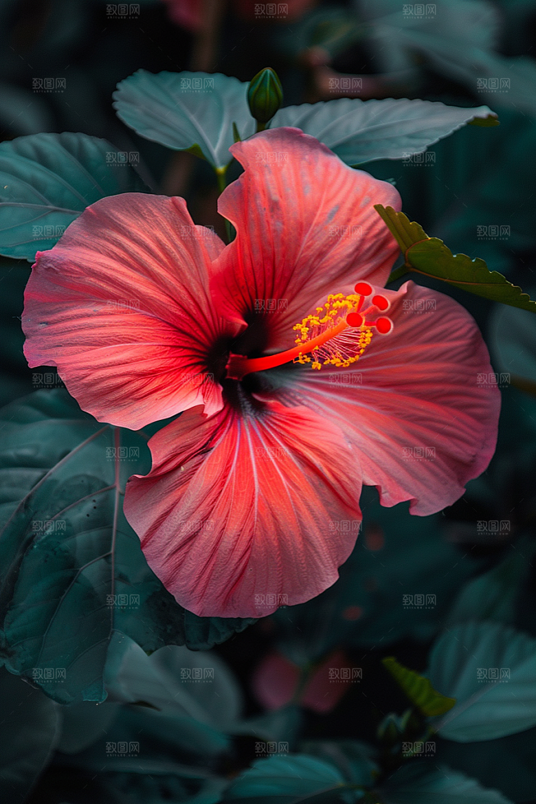 木槿花彩色花朵摄影图