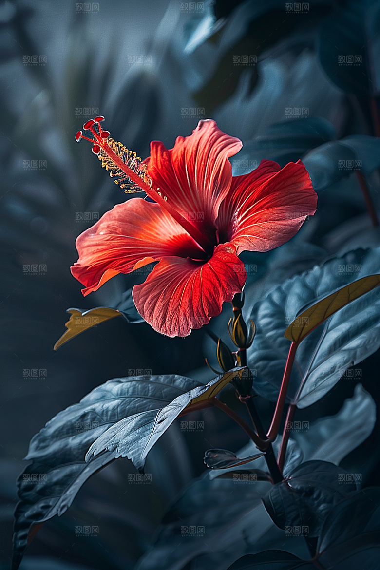 木槿花彩色植物摄影图