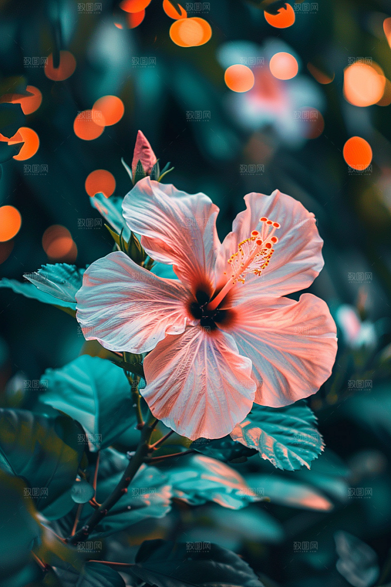木槿花植物木棉摄影图