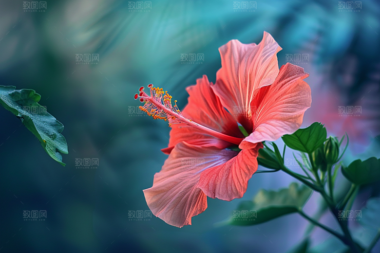 木槿花彩色夏季摄影图