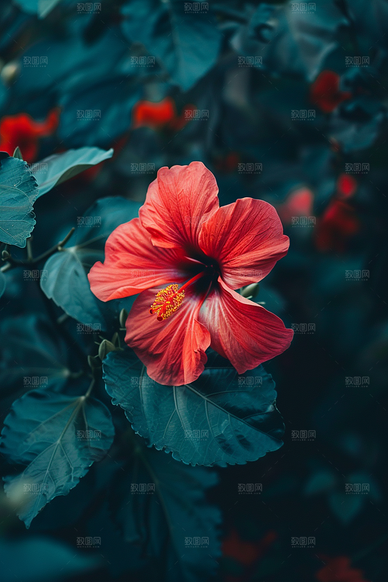木槿花彩色夏天摄影图