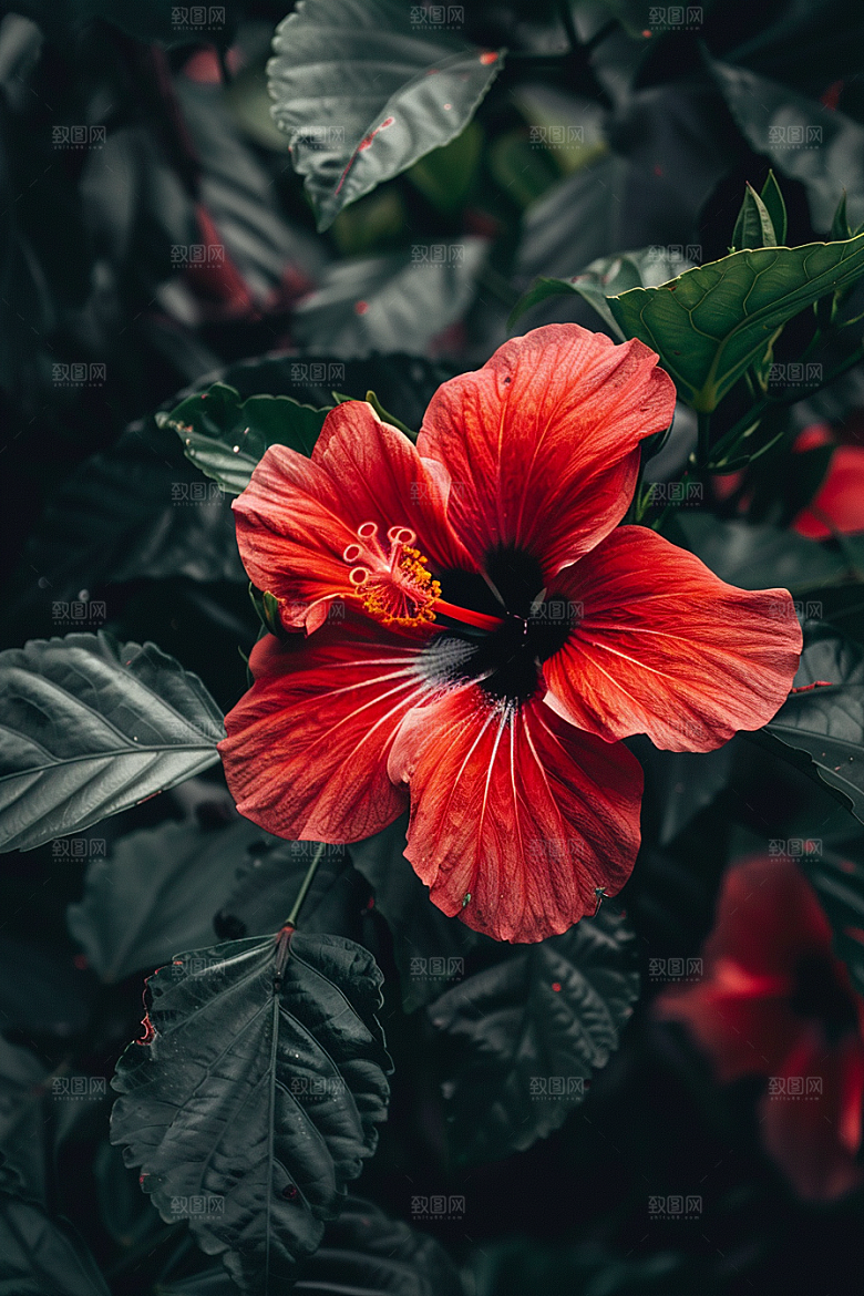 木槿花花朵高清摄影图