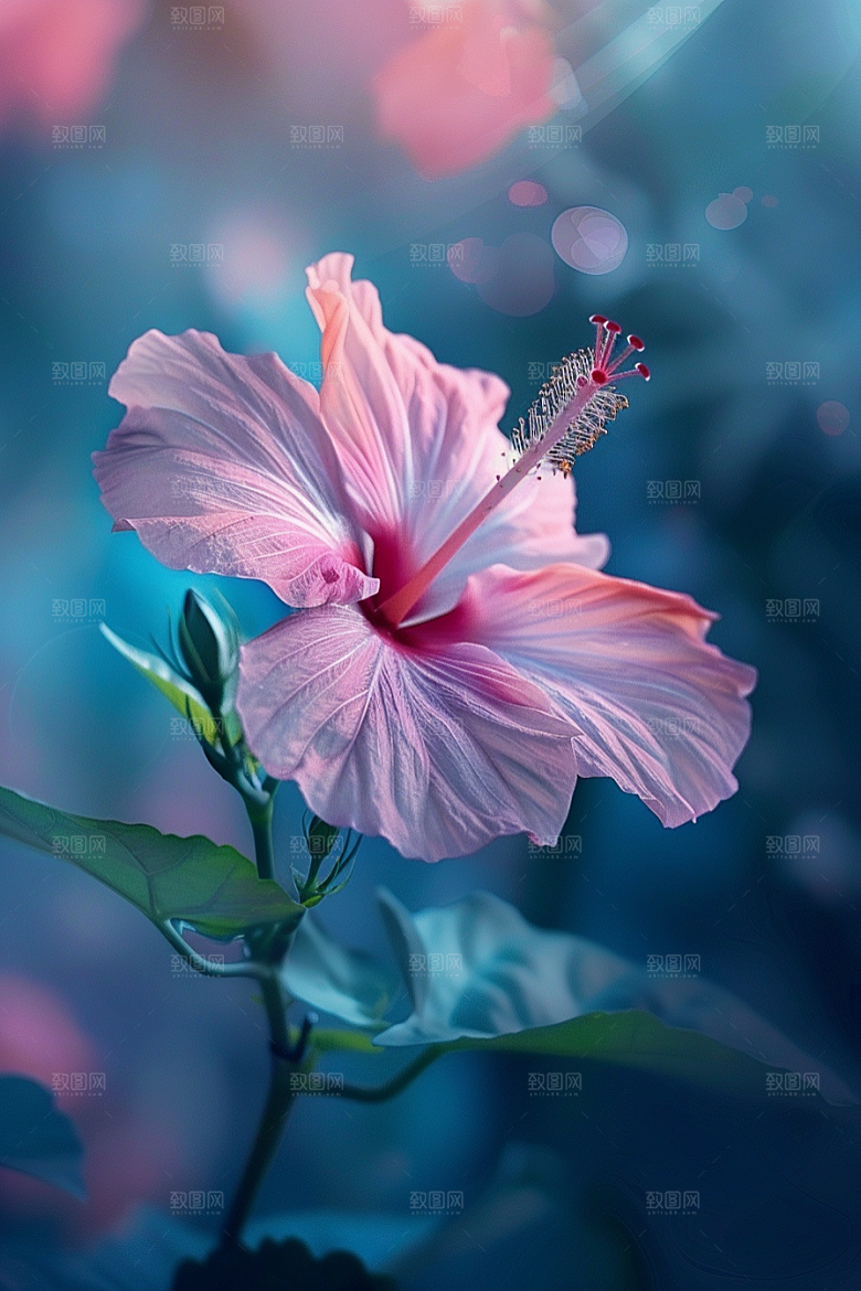 木槿花清新花卉摄影图