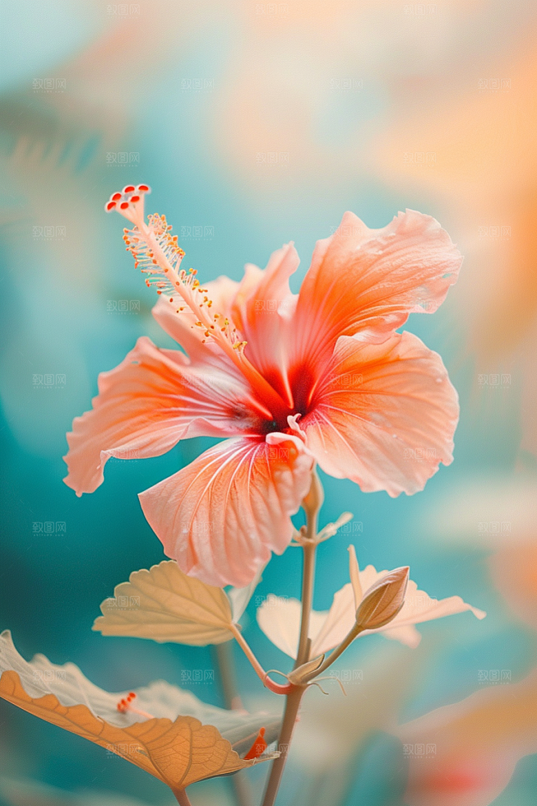 木槿花木棉夏季摄影图