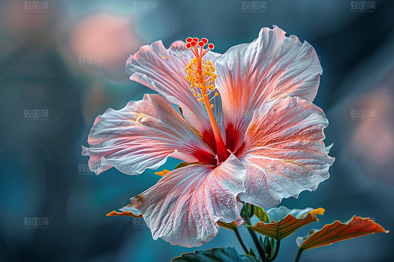 木槿花高清夏季摄影图