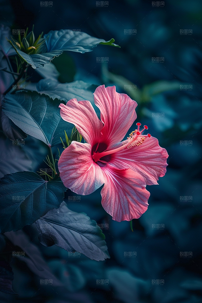 木槿花植物夏天摄影图