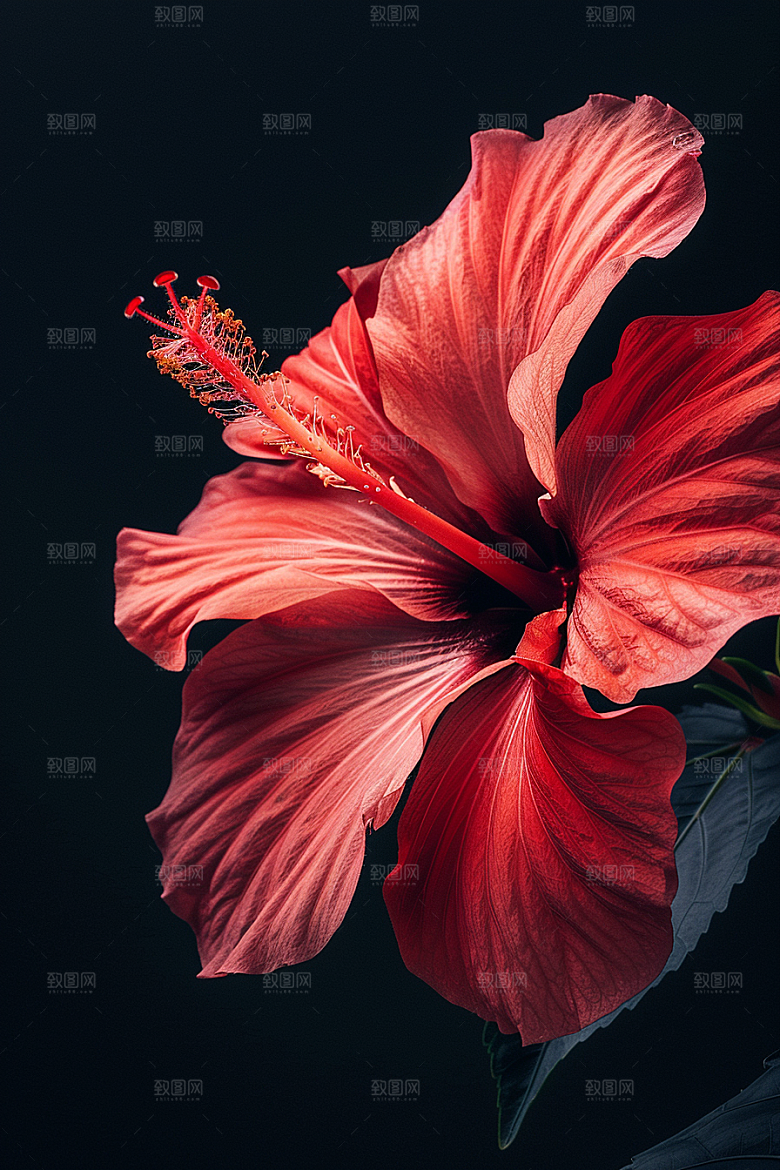 木槿花自然木棉摄影图