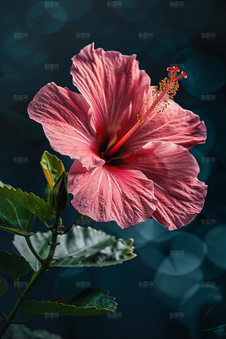 木槿花植物清新摄影图