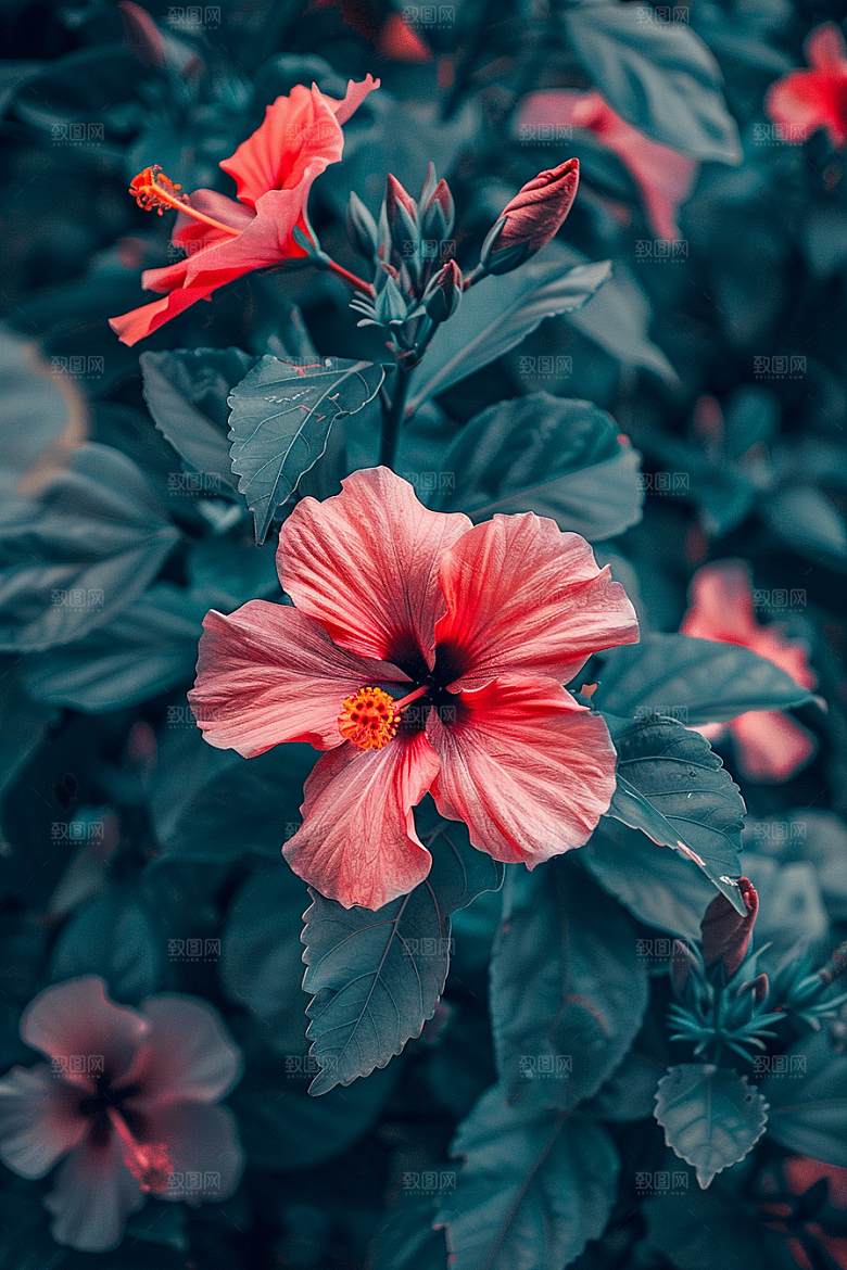 木槿花唯美花卉摄影图