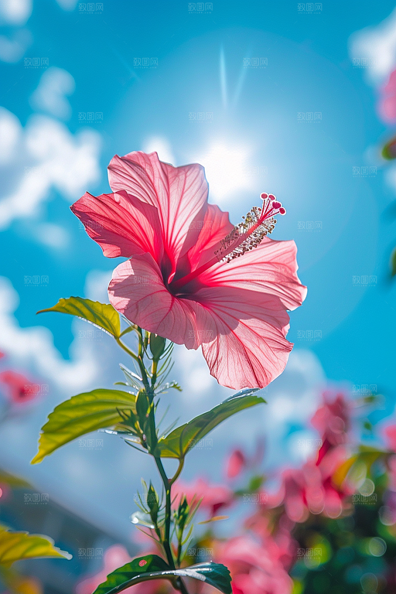 木槿花花朵唯美摄影图
