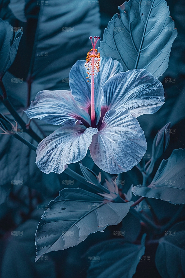 木槿花高清木棉摄影图