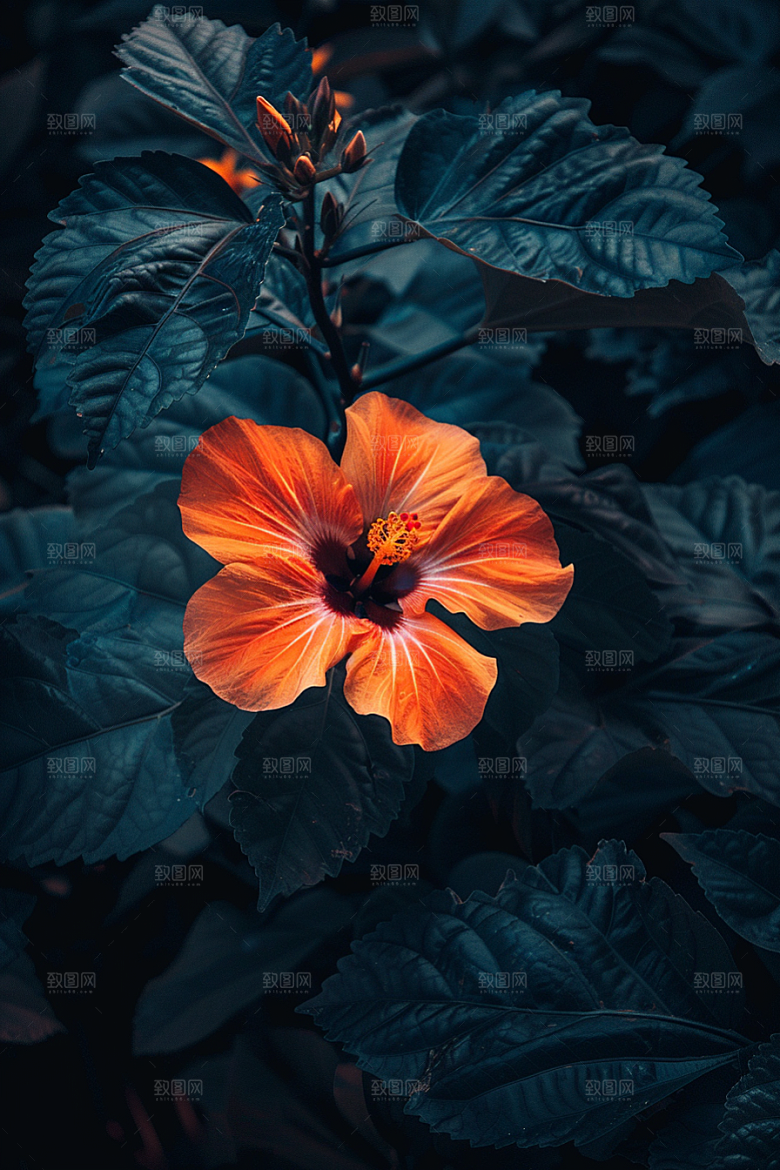 木槿花植物夏季摄影图
