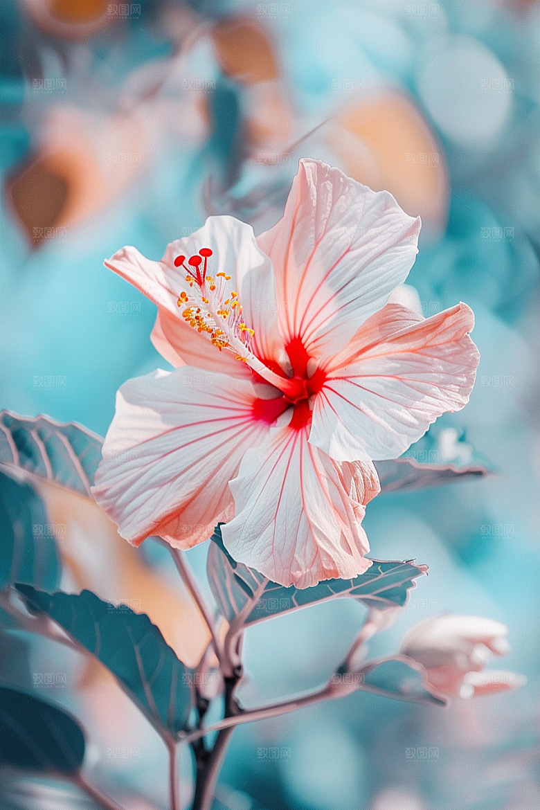 木槿花花朵清新摄影图