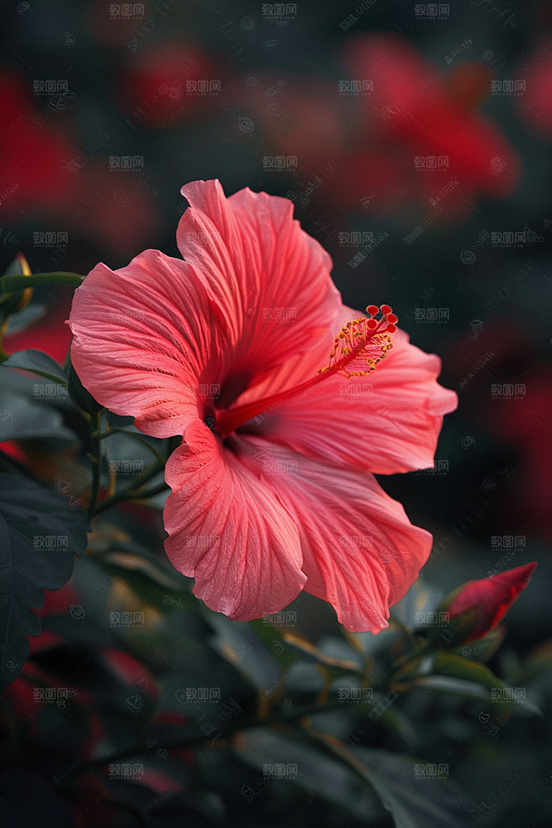 木槿花夏季清新摄影图