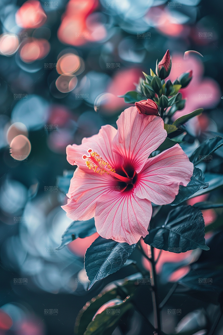 木槿花花卉自然摄影图