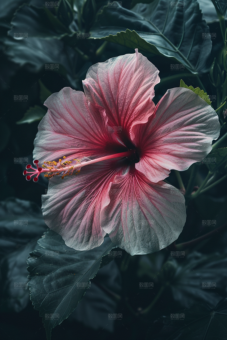 木槿花木棉彩色摄影图
